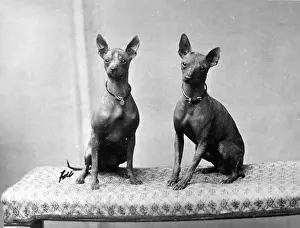 Minnie: FALL/AFRICAN HAIRLESS