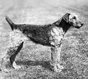 Airedale: FALL/AIRDALES/1907