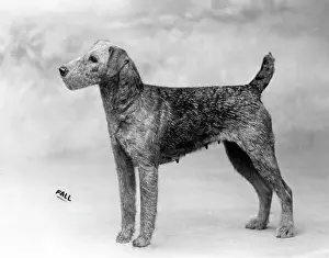 Airedale: FALL/AIRDALES/1912