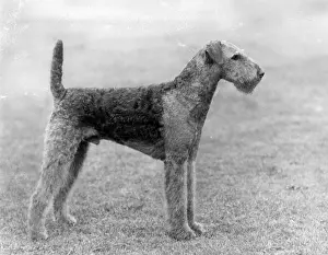 Airedale: FALL/AIRDALES/1934
