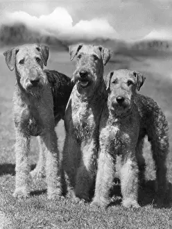 Airedale: FALL/AIRDALES/1936