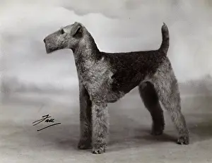 Airedale: FALL/AIRDALES/1939