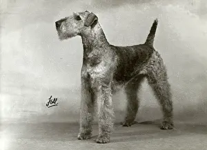 Airedale: FALL/AIRDALES/1953