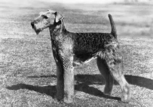 Airedale: FALL/AIRDALES/1964