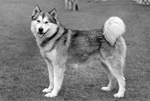 Hawk: FALL/ALASKAN MALAMUTE