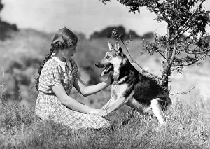 Owners: FALL/ALSATIAN & OWNER
