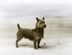 Micky: FALL/AUSTRALIAN TERRIER
