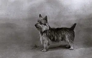 Toff: FALL/AUSTRALIAN TERRIER