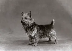 Bistro: FALL/AUSTRALIAN TERRIER
