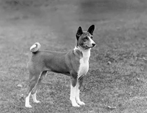 Basenji: FALL/BASENJI/1938