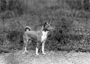 Lister: FALL/BASENJI/1940