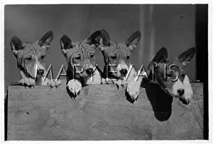 Foreheads: FALL/BASENJI/1940/FOUR