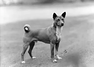 Breach: FALL/BASENJI/1953