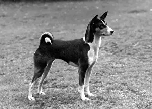 Breach: FALL/BASENJI/1960