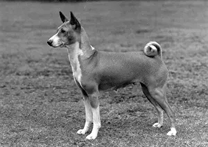 Breach: FALL/BASENJI/1972