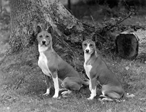 Basenji: FALL/BASENJI/PAIR/1938