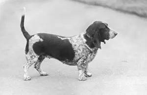 Pigeon: FALL/BASSETT HOUND/1936