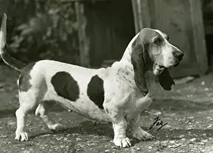 Grim: FALL/BASSETT HOUND/1946