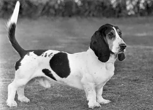 Grim: FALL/BASSETT HOUND/1949