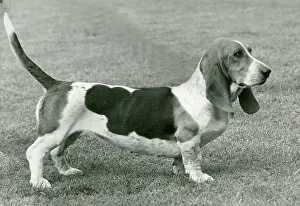 Useful: FALL/BASSETT HOUND/1952