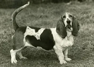 Bassett: FALL/BASSETT HOUND/1954