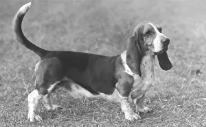 Grim: Fall - Bassett Hound - 1960