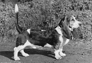 Bassett: FALL/BASSETT HOUND/1968