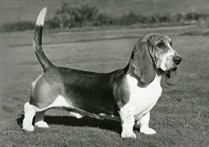 Snoopy: FALL/BASSETT HOUND/1975