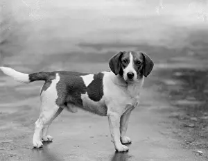 Elms: FALL/BEAGLE/1932