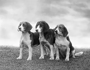 Beagles: FALL/BEAGLE/1937