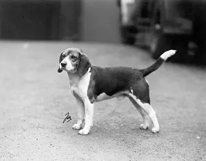 Stockley: FALL/BEAGLE/1938