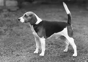 Herrick: FALL/BEAGLE/1958
