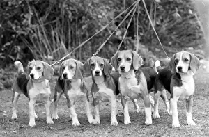 Leads: FALL/BEAGLE/1959