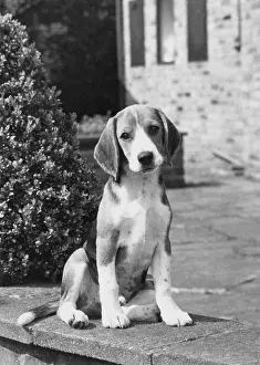 Details: FALL/BEAGLE/1967