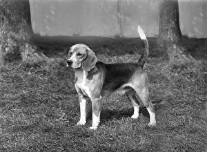 Nichols: FALL/BEAGLE/1968