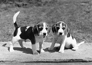 Kennel: FALL/BEAGLE/1971