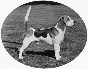 Owners: FALL/BEAGLE/1979