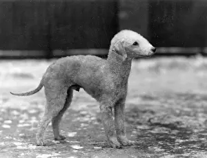 Bedlington: FALL/BEDLINGTON/1932