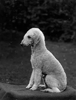 Bedlington: FALL/BEDLINGTON/1937