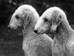 Bedlington: FALL/BEDLINGTON/1937