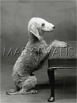 Bedlington: FALL/BEDLINGTON/1937