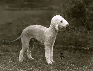 Bedlington: FALL/BEDLINGTON/1938