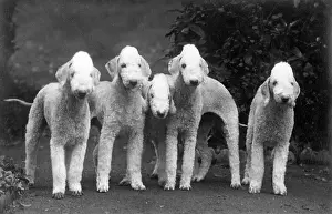 Bedlington: FALL/BEDLINGTON/1938