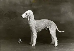 Franks: FALL/BEDLINGTON/1946