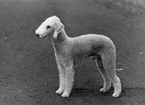 Bedlington: FALL/BEDLINGTON/1954
