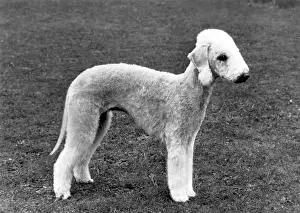 Taunt: FALL/BEDLINGTON/1965