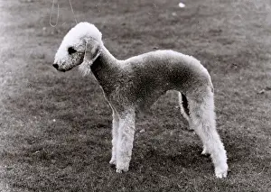 Taunt: FALL/BEDLINGTON/1970
