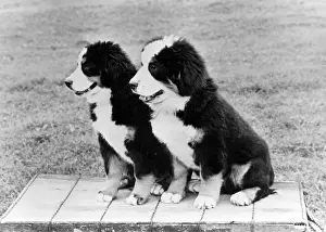 Cochrane: FALL/BERNESE MOUNTAIN/71