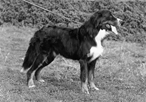 Imported: FALL/BERNESE MOUNTAIN/73