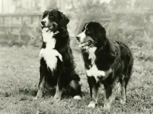 Imported: FALL/BERNESE MOUNTAIN/73